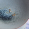 wholesale 9K Solid Gold Five-Prong Star Zircon Minimalist Korean Mini Stud Earrings-0-4
