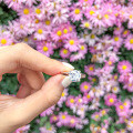 S925 Sterling Silver Fashion Zircon Ring for Women-0-1
