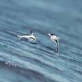 wholesale S925 Sterling Silver Nalan Earrings Women Korean Style Small Fresh Minimalist Marine Life Dolphin Girly Heart Ear Accessories G8498-0-0