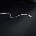 wholesale 925 Sterling Silver Snake Chain Necklace White Gold Plated Lobster Clasp-0-2