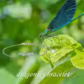 TOUPOP Sterling Silver & Stone Dragonfly Bracelet for Women-0-1