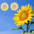 wholesale 14k Gold Sunflower Cubic Zirconia Stud Earrings For Women-0-5
