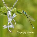 wholesale 925 Sterling Silver Opal Dragonfly Pendant with Cubic Zirconia and Extender Chain - White Firestone Jewelry for Women (White)-0-5