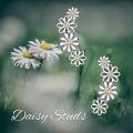 wholesale 925 Sterling Silver Daisy Flower Yellow Zircon Climber Stud Earrings White Gold Plated-0-1
