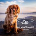 wholesale 925 Sterling Silver Heart and Paw Print Charm Bracelet with CZ Stones for Women-0-2