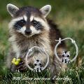 wholesale 925 Sterling Silver Raccoon Animal Hoop Earrings Gift for Women Girls Jewelry Accessories-0-4