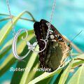 wholesale 925 Sterling Silver C Initial Butterfly Necklace Elegant Gift for Women-0-5