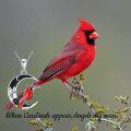 wholesale 925 Sterling Silver Cardinal Bird Moon Pendant Necklace-0-5