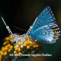 wholesale 925 Sterling Silver Blue & White Crystal Butterfly Pendant Necklace with Extender Chain Gift Set-0-3