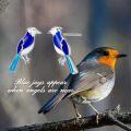 wholesale 925 Sterling Silver Blue Bird Stud Earrings - Our Love Never Dies-0-4