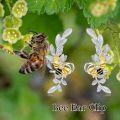 wholesale 925 Sterling Silver Bee Studs with Leaves and Crystal Accents for Non-Pierced Ears-0-5