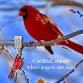 wholesale 925 Sterling Silver Red Bird Pendant Necklace with Enamel and Rhinestones for Women Girls  48cm Chain Length-0-4