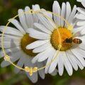 wholesale 14K Yellow Gold Bee & Daisy Flower Beaded Bracelet - Nickel-Free, Lead-Free, Hypoallergenic-0-1