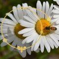 wholesale 14k Gold Bee And Flower Charm Bracelet With Moissanite-0-1