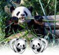 wholesale 925 Sterling Silver Panda Bear Heart Stud Earrings for Women Gift Ideas-0-5