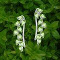 wholesale Sterling Silver Austrian Crystal Leaf Ear Climbers Hypoallergenic Earrings for Sensitive Ears-0-47